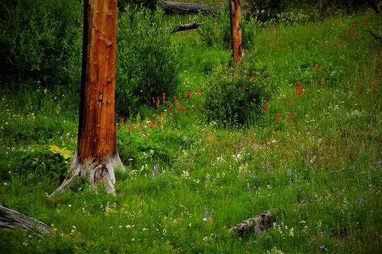 Wildflowers in Yellowstone's backcountry